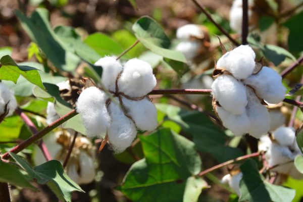 Photo_01 - Bt cotton crop